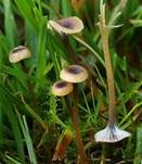 Blaustieliger Heftelnabeling, Foto 22