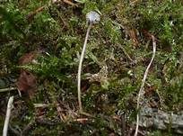 Blaustieliger Heftelnabeling, Foto 24