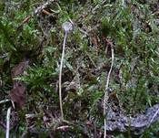 Blaustieliger Heftelnabeling, Foto 25
