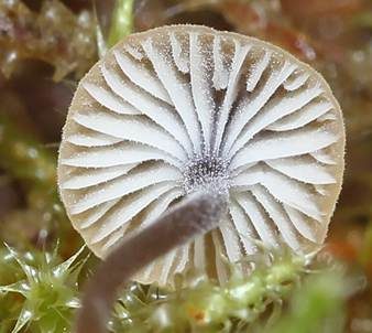 Blaustieliger Heftelnabeling, Foto 5