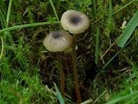 Blaustieliger Heftelnabeling, Foto 6