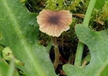 Blaustieliger Heftelnabeling, Foto 7