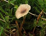Blaustieliger Heftelnabeling, Foto 8