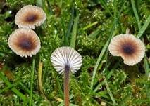 Blaustieliger Heftelnabeling, Foto 9