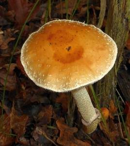 Schuppiger Träuschling, Foto 4