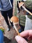 Schuppiger Träuschling, Foto 31