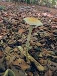 Schuppiger Träuschling, Foto 36