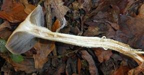 Schuppiger Träuschling, Foto 8