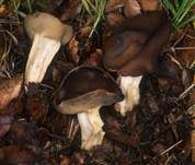 Schüsselförmige Lorchel, Foto 7