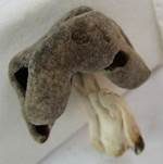 Schüsselförmige Lorchel, Foto 9