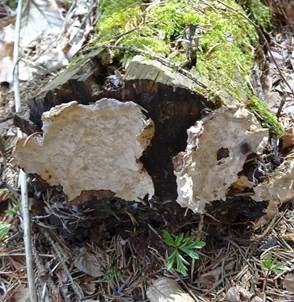 Schüsselförmige Mehlscheibe, Foto 2