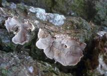 Schüsselförmige Mehlscheibe, Foto 7