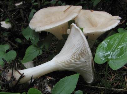 Schüsselförmiger Trichterling, Foto 2