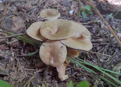 Schüsselförmiger Trichterling, Foto 3