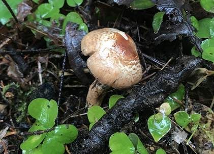 Schwachfilziger Schirmling, Foto 2