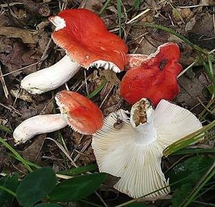 Schwachfleckender Täubling, Foto 2