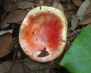Schwachfleckender Täubling, Foto 3