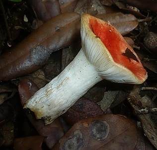 Schwachfleckender Täubling, Foto 4