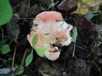 Schwachfleckender Täubling, Foto 7
