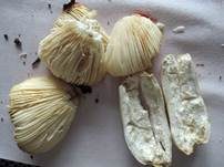Schwachfleckender Täubling, Foto 9