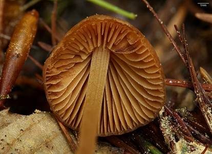 Schwachgestreiftes Samthäubchen - Sektion JUNIANA, Foto 2