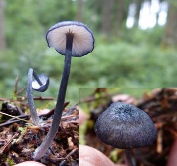 Blaustieliger Rötling, Foto 3