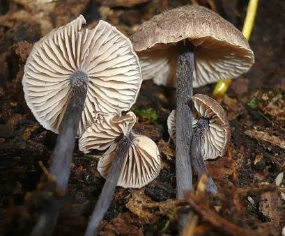 Blaustieliger Rötling, Foto 4