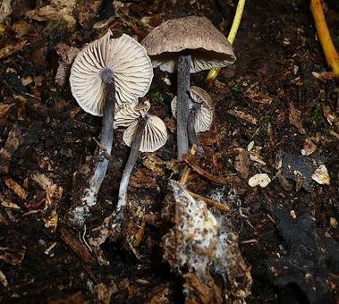 Blaustieliger Rötling, Foto 5