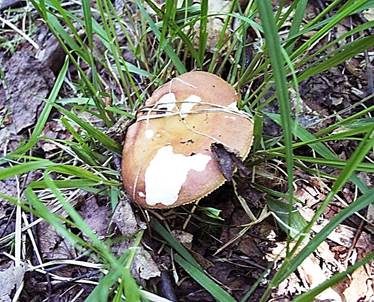 Schwachreagierender Ledertäubling, Foto 2