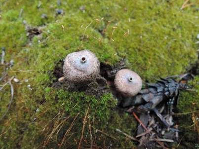 Schwarzbehöfter Stielbovist, Foto 2