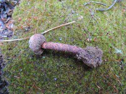 Schwarzbehöfter Stielbovist, Foto 3