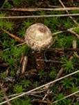 Schwarzbehöfter Stielbovist, Foto 13