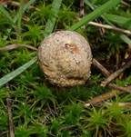 Schwarzbehöfter Stielbovist, Foto 14