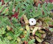 Schwarzbehöfter Stielbovist, Foto 15