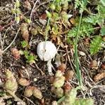 Schwarzbehöfter Stielbovist, Foto 17