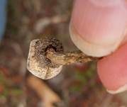Schwarzbehöfter Stielbovist, Foto 18