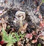 Schwarzbehöfter Stielbovist, Foto 19