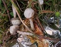 Schwarzbehöfter Stielbovist, Foto 21