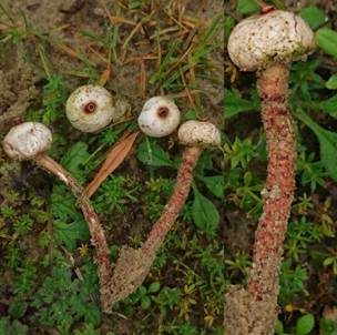 Schwarzbehöfter Stielbovist, Foto 4