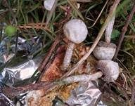 Schwarzbehöfter Stielbovist, Foto 22
