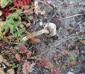 Schwarzbehöfter Stielbovist, Foto 23