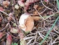 Schwarzbehöfter Stielbovist, Foto 24