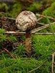 Schwarzbehöfter Stielbovist, Foto 6