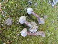Schwarzbehöfter Stielbovist, Foto 9