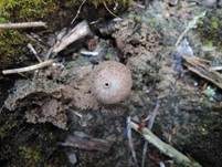 Schwarzbehöfter Stielbovist, Foto 11