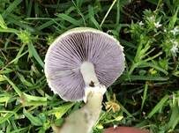 Schwarzblättriger Träuschling, Foto 7