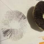 Schwarzblättriger Träuschling, Foto 8
