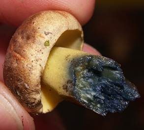 Schwarzblauender Röhrling, Foto 2
