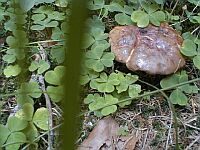 Schwarzblauender Röhrling, Foto 19