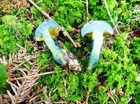Schwarzblauender Röhrling, Foto 27